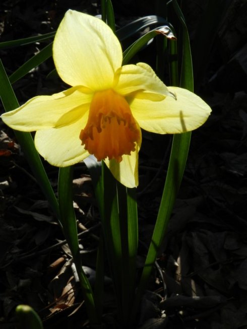Sunlight Behind a Daffodil