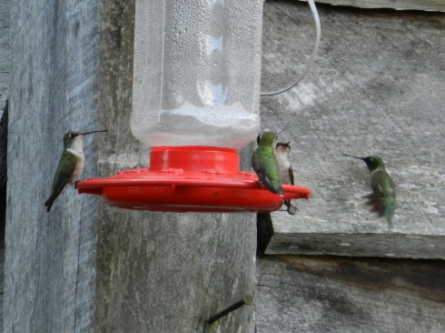 Photograph of four hummingbirds at a feeder