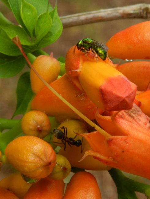 photograph of a green fly on orange trumpet creeper buds