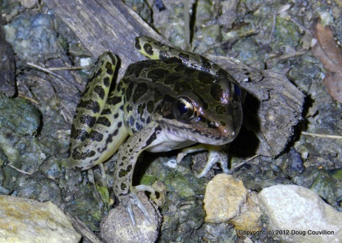 photograph of a leopard frog at night