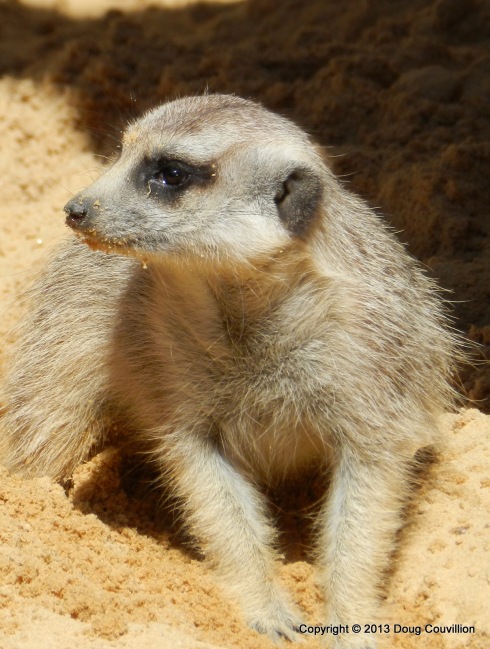 photograph of a meerkat