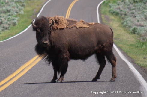 photograph of a bison standing in the middle of a road