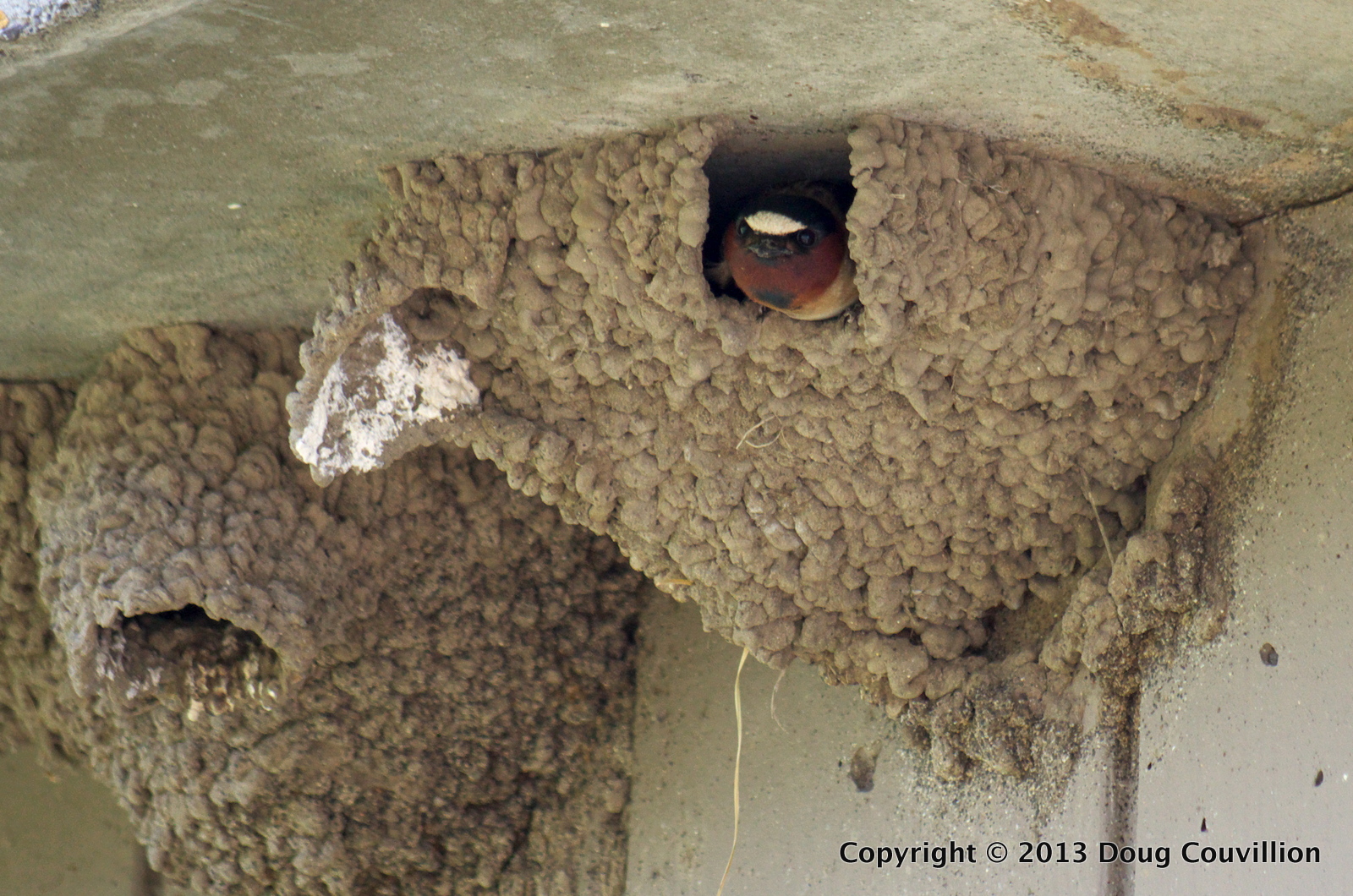 photograph of Cliff Swallow nests under the eaves of a building in Yellowstone National Park