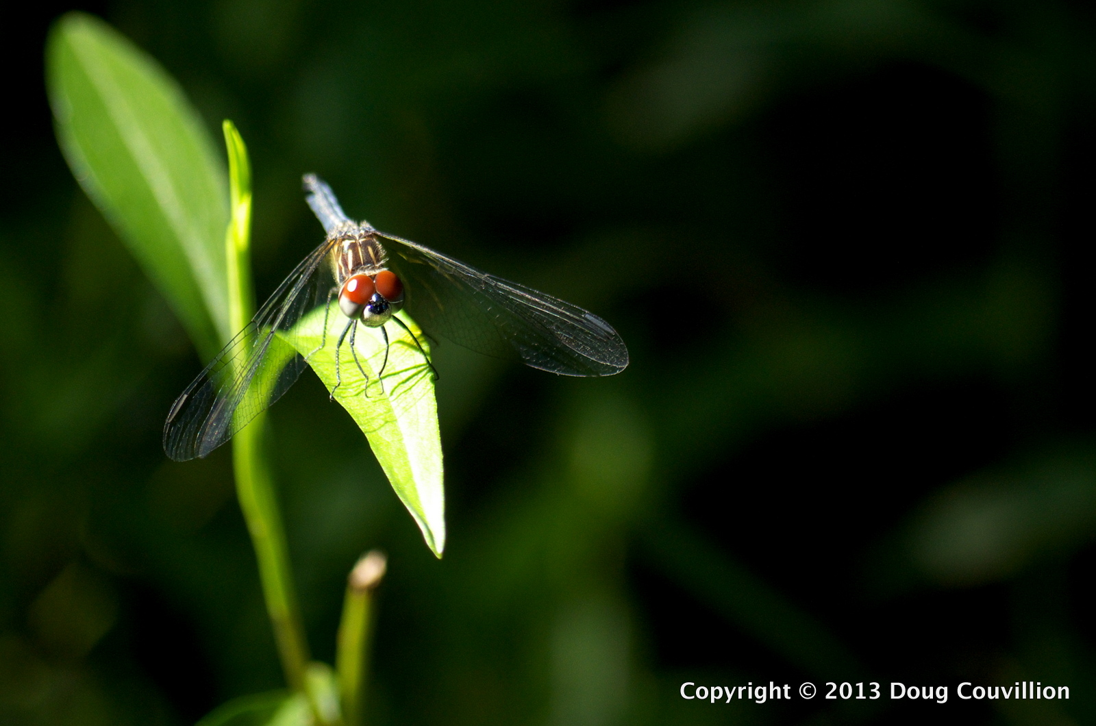 photograph of a dragonfly with bright red eyes resting on a green leaf