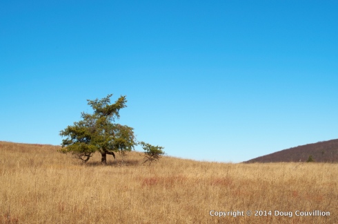 photograph of a lone pine tree on the crest of a hill with a blue sky behind it