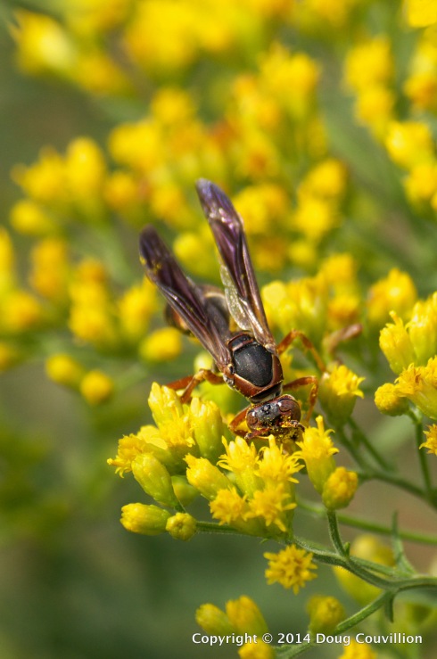 photograph of a paper wasp on lance-leaved goldenrod