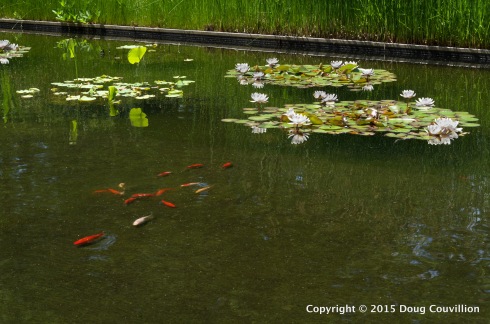 HDR photograph of goldfish and water lilies at the Virginia Museum Of Fine Arts