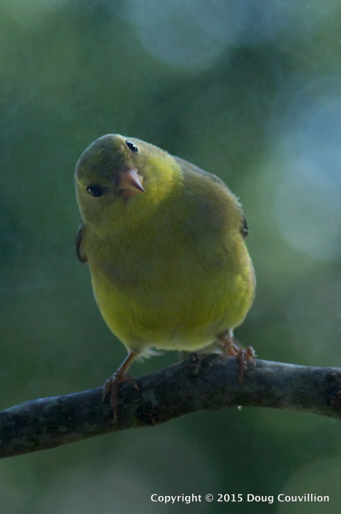 photograph of a female American Goldfinch on a branch