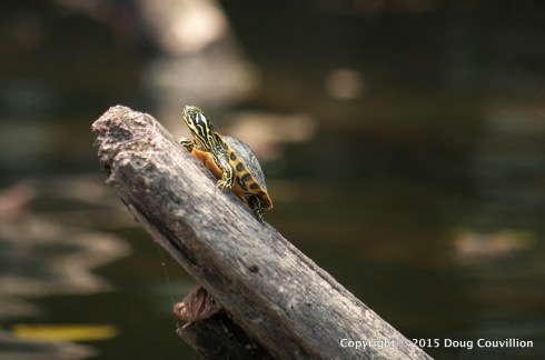 Photograph of an Eastern River Cooter on the Rappahannock River in Virginia