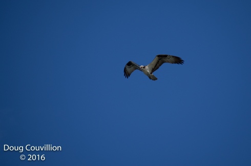 photograph of an Osprey in flight, copyright 2016 by Doug Couvillion