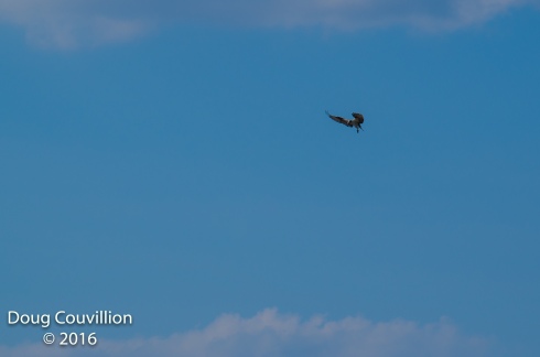 photograph of an Osprey hovering in flight, copyright 2016 by Doug Couvillion