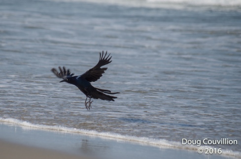 photograph of a Grackle in the surf in Corolla, NC, USA, copyright 2016 by Doug Couvillion
