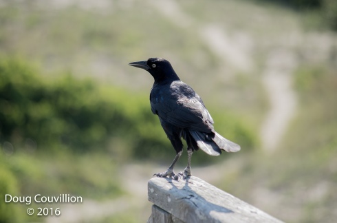 photograph of a Grackle standing on a wooden rail, copyright 2016 by Doug Couvillion